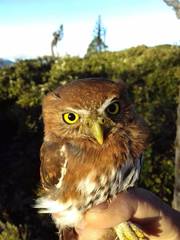 Glaucidium