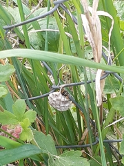 Polistes nimpha