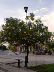 Cascabela thevetioides