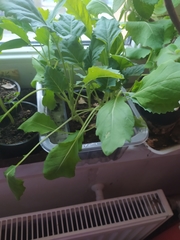 Brassica oleracea gongylodes