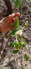 Erythroxylum mexicanum
