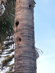 Melanerpes uropygialis