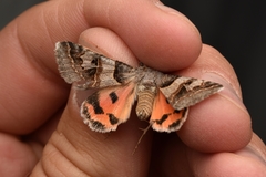 Drasteria ingeniculata