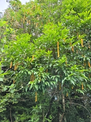 Citharexylum donnell-smithii