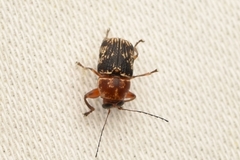 Pachybrachis turbidus