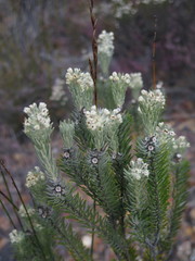 Phylica willdenowiana