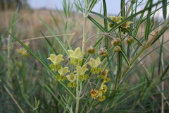 Gomphocarpus tomentosus tomentosus