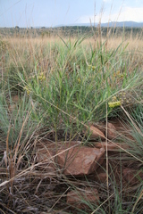 Gomphocarpus tomentosus tomentosus