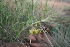 Gomphocarpus tomentosus tomentosus