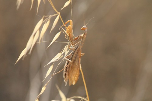 iNaturalist observation photo of European Mantis