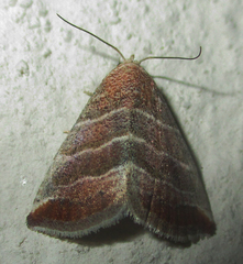 Eublemma baccatrix