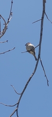 Passer domesticus