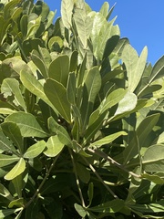 Cussonia thyrsiflora