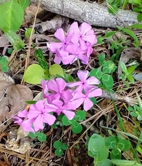 Phlox amoena