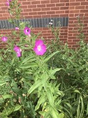 Epilobium hirsutum
