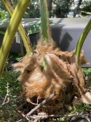 Sphaeropteris lepifera