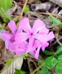Phlox amoena