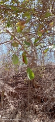 Erythroxylum mexicanum