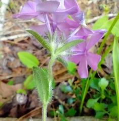 Phlox amoena