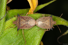 Pentatomidae