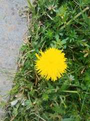Taraxacum