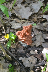 Gyromitra fastigiata