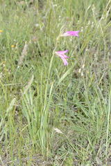Gladiolus italicus
