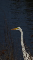 Ardea alba