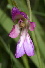 Gladiolus italicus