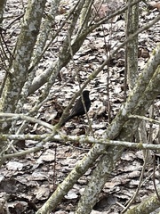 Turdus merula