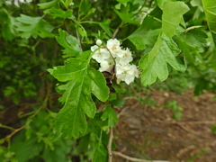 Crataegus monogyna