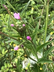 Epilobium ciliatum