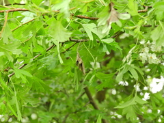 Monilinia johnsonii