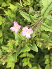 Epilobium ciliatum