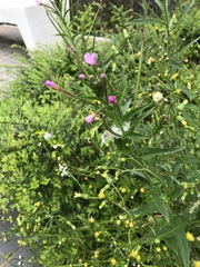 Epilobium ciliatum