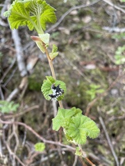 Ribes viscosissimum