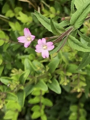 Epilobium ciliatum