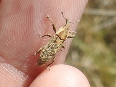 Lixus scrobicollis