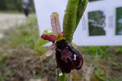 Ophrys exaltata