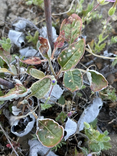 iNaturalist observation photo of Naked Buckwheat