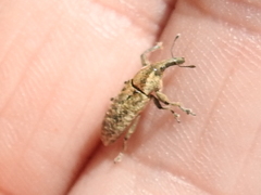 Lixus scrobicollis