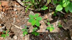 Phyllanthus caroliniensis