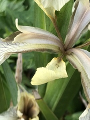 Iris foetidissima