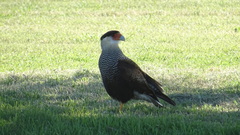 Caracara plancus