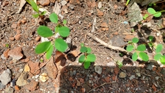 Phyllanthus caroliniensis
