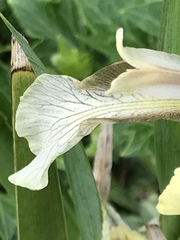 Iris foetidissima