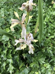 Iris foetidissima