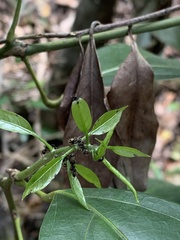 Dolichoderus bispinosus