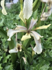Iris foetidissima