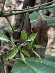 Dolichoderus bispinosus
